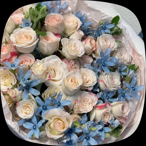 Chiết xạ mix lam tinh💐